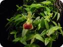 Epidendrum porpax